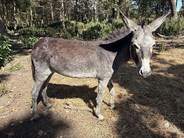 cream-muzzle-underbelly-donkey