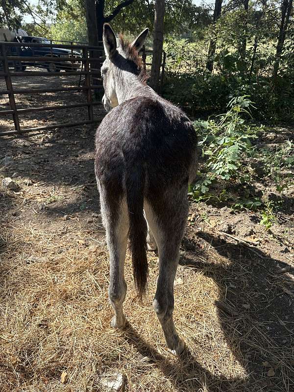 grey-cream-muzzle-underbelly-donkey