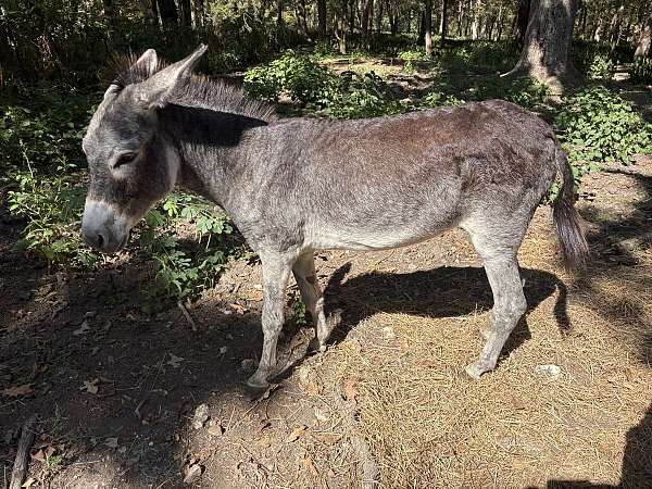 good-conformation-donkey