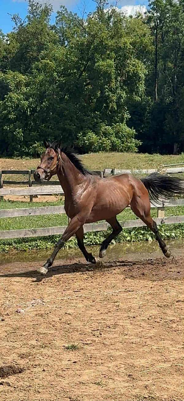 all-around-thoroughbred-horse