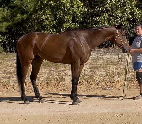 athletic-thoroughbred-horse