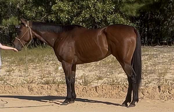 f-thoroughbred-horse