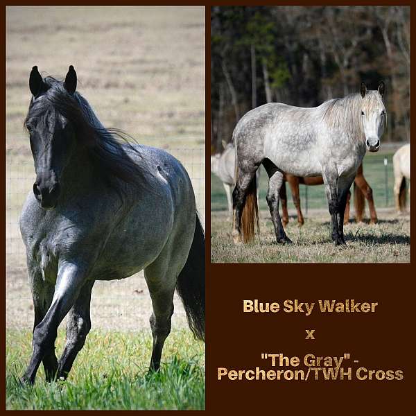 roan-percheron-mare