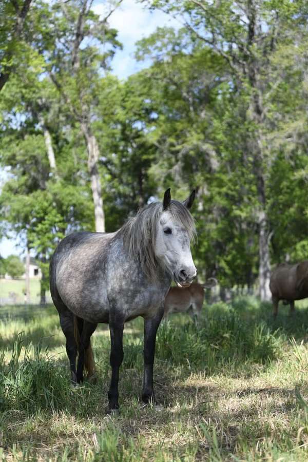 roan-percheron-stallion