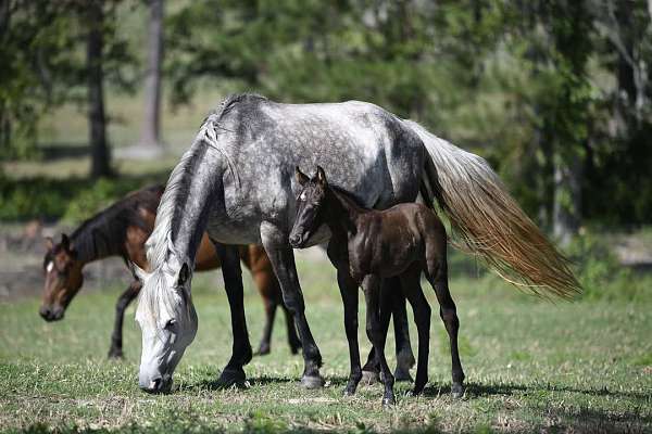 roan-percheron-broodmare