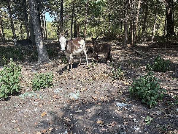 overo-spotted-horse