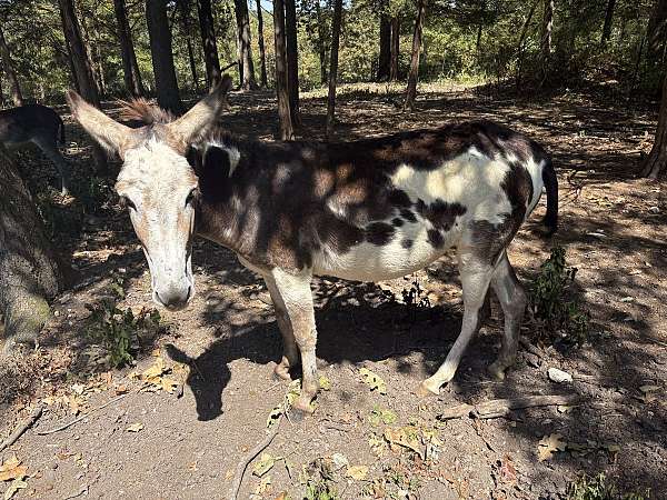 spotted-horse