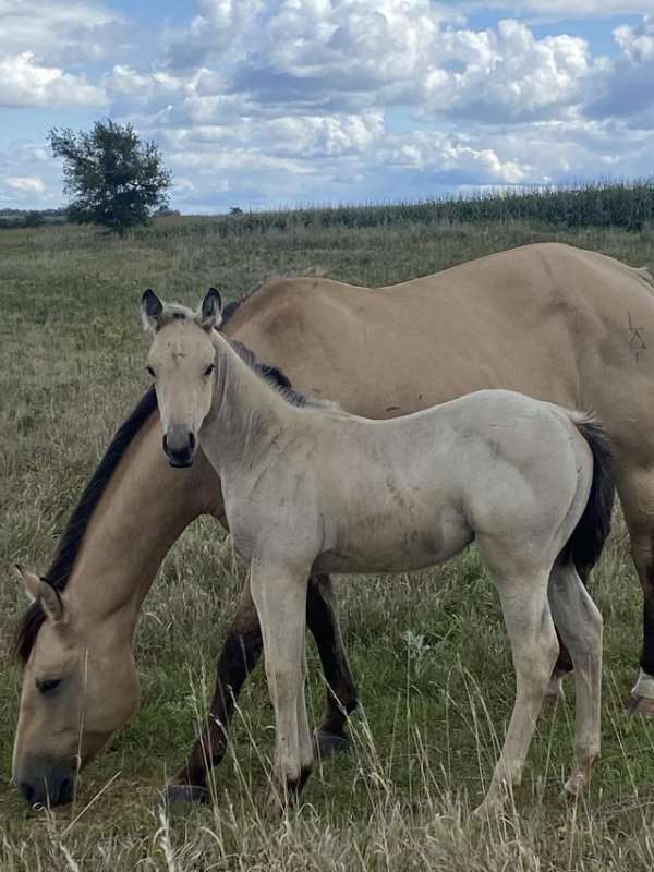 buckskin-star-2-hind-coronet-bands-horse