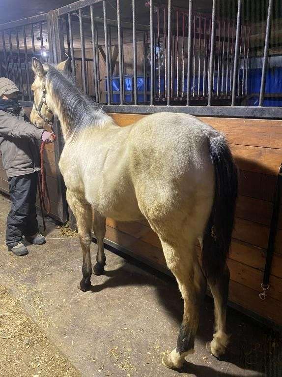 magneticat-quarter-horse