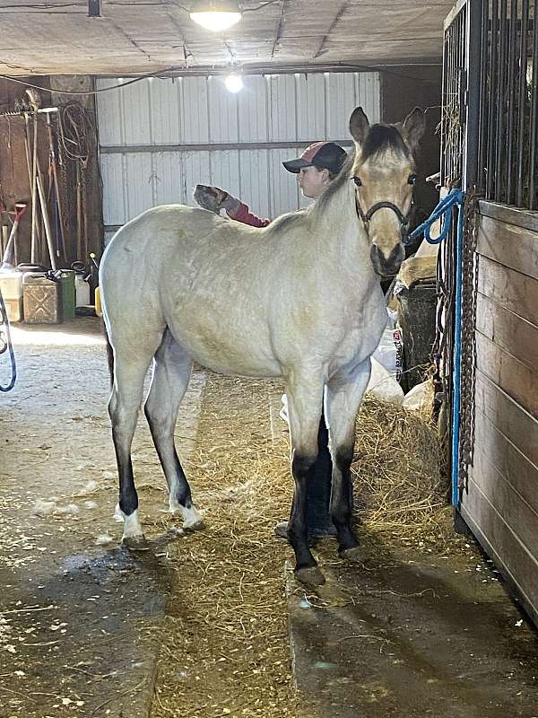 star-2-hind-coronet-bands-horse