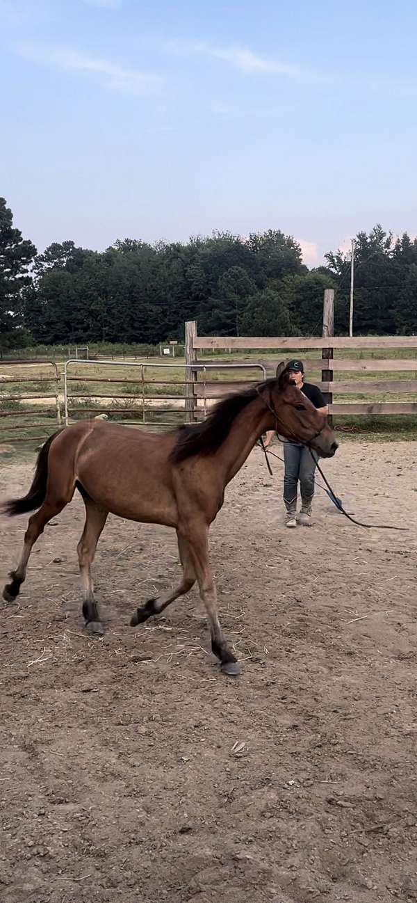 alabama-filly