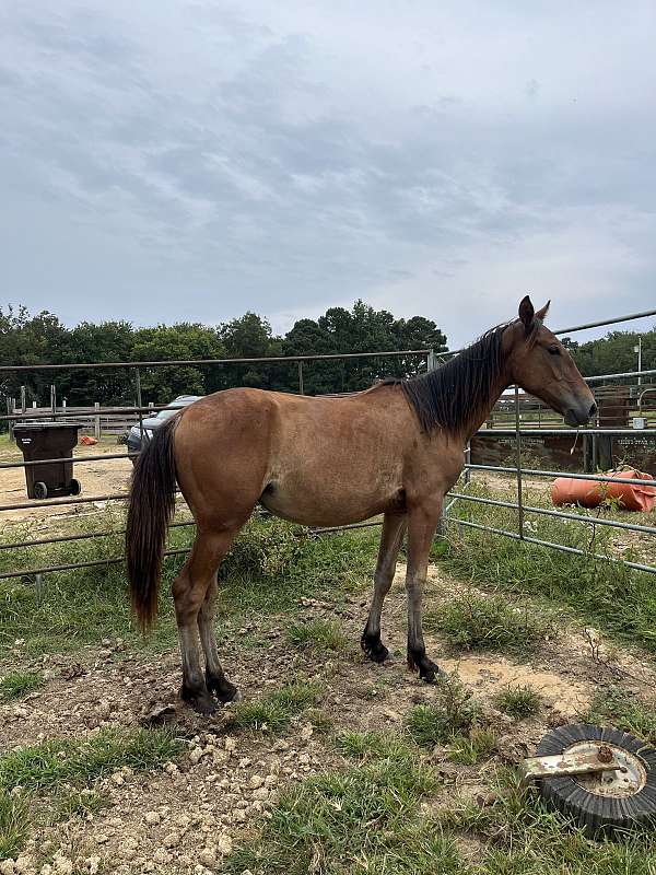cheap-filly-yearling