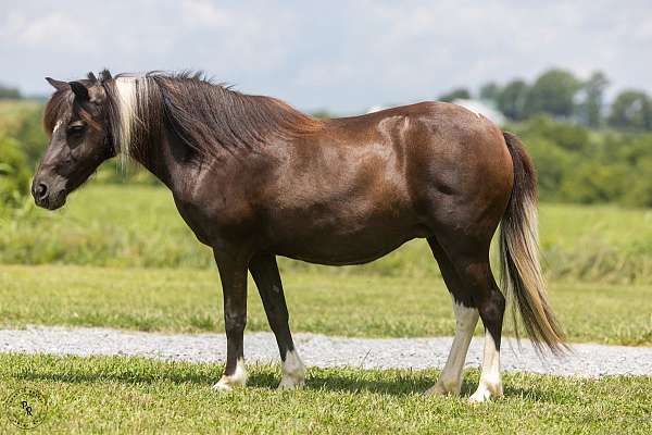 black-white-driving-pony