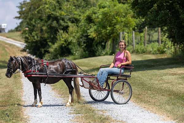 driving-pony