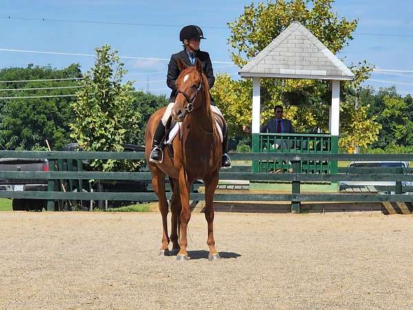 gore-thoroughbred-horse