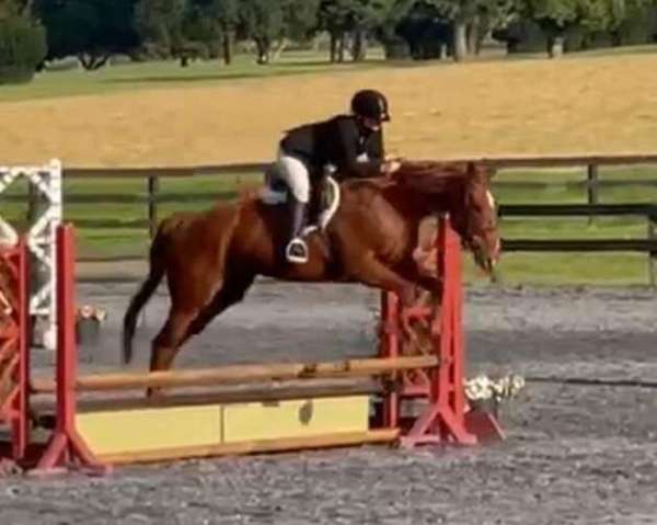 16h-horse