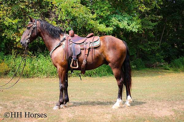 all-around-rocky-mountain-horse