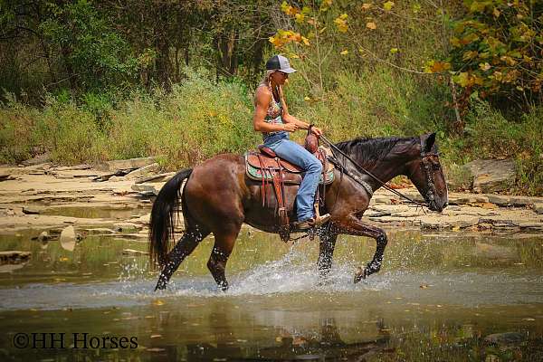 beginner-rocky-mountain-horse