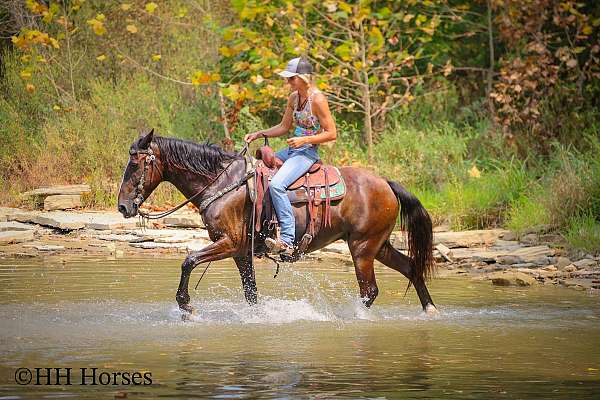 drill-team-rocky-mountain-horse
