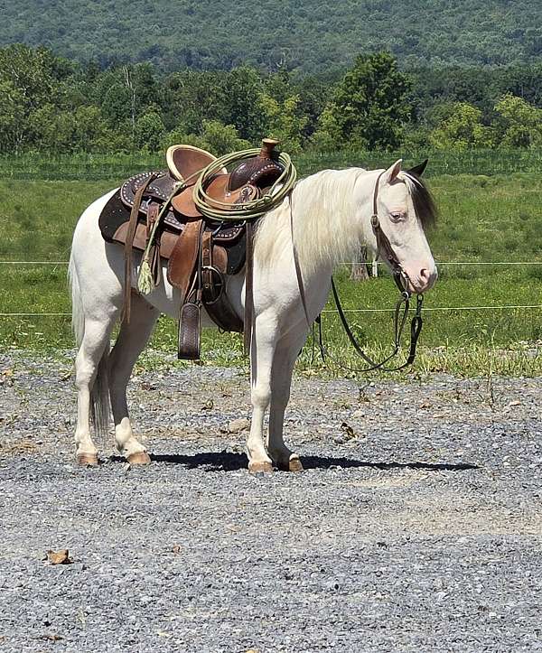 beginner-pony