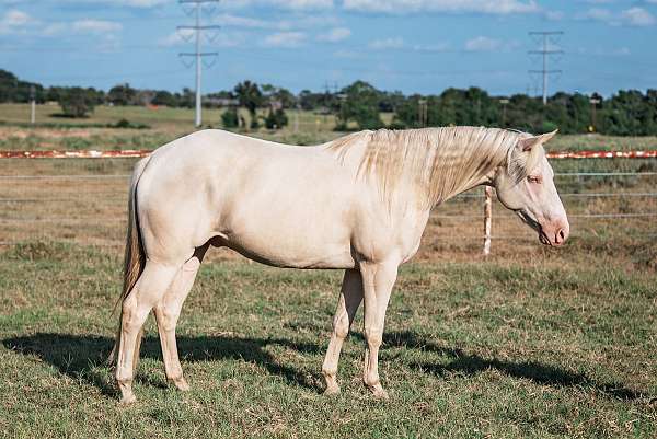 all-around-quarter-horse