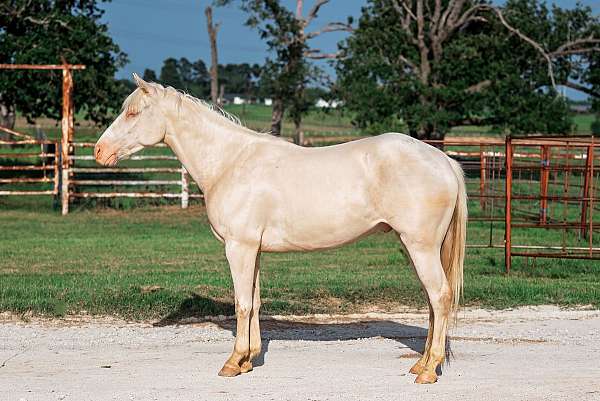 athletic-quarter-horse
