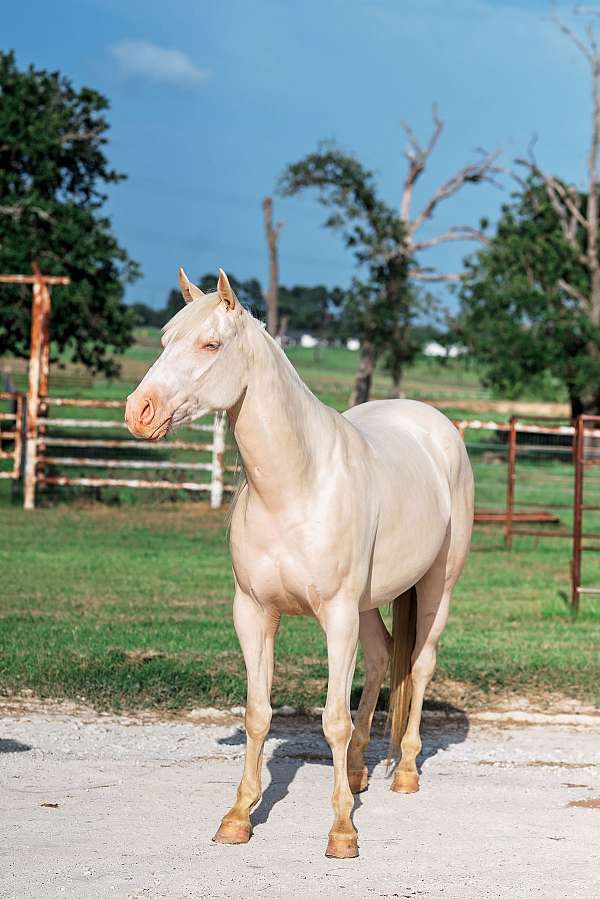 flashy-quarter-horse