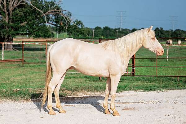 blue-eyed-quarter-horse