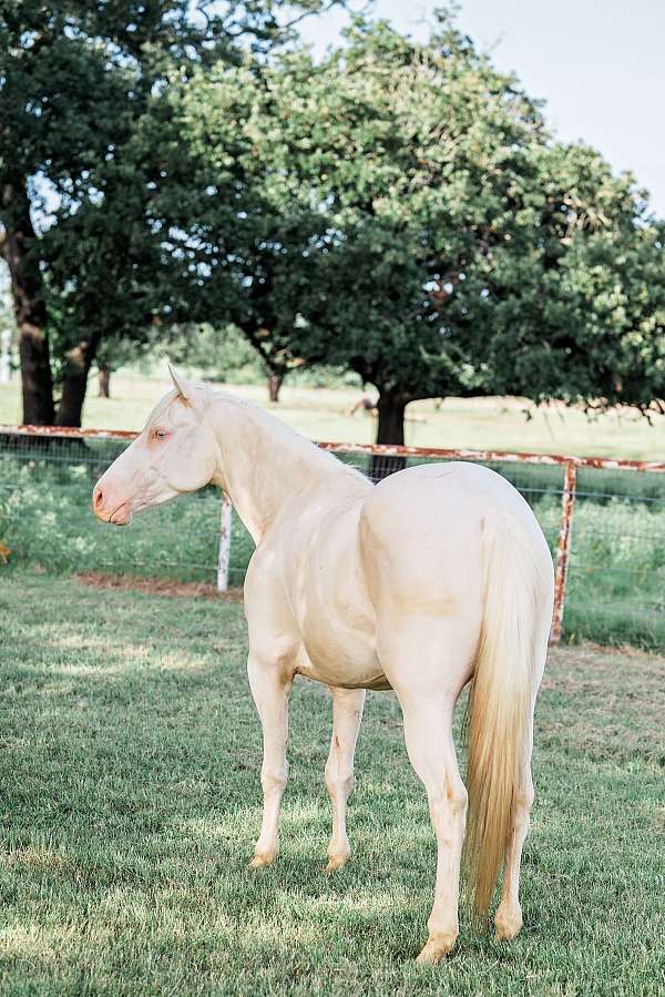 ranch-quarter-horse