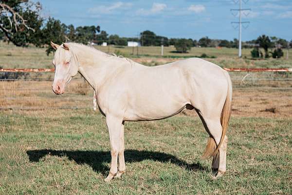 ranch-versatility-quarter-horse