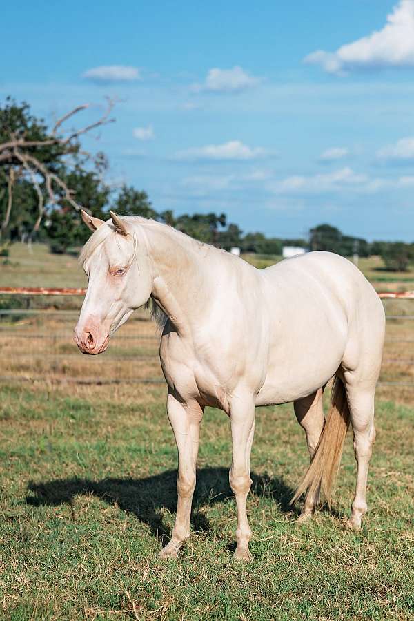 ranch-work-quarter-horse