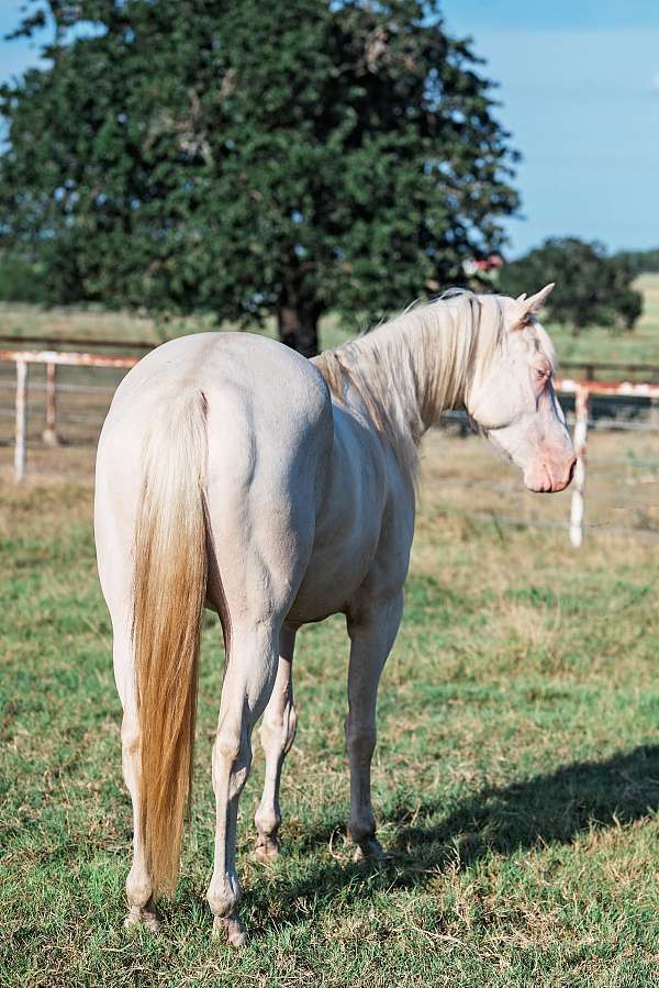 ridden-western-quarter-horse