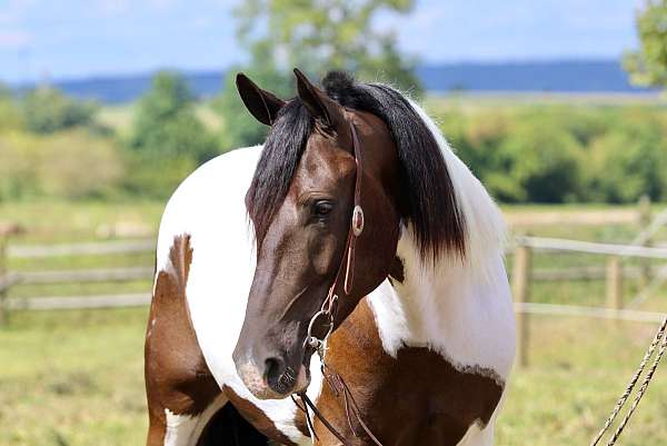 eventing-draft-horse