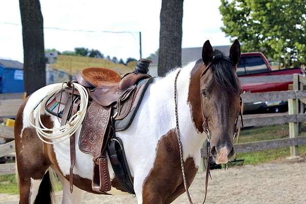 ridden-english-draft-horse