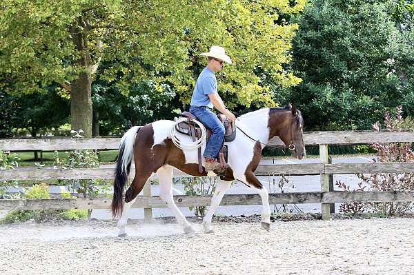 ridden-western-draft-horse