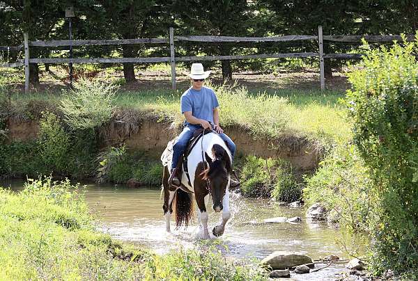 show-draft-horse