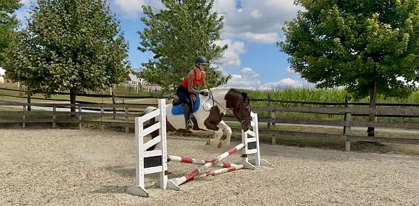 trail-draft-horse