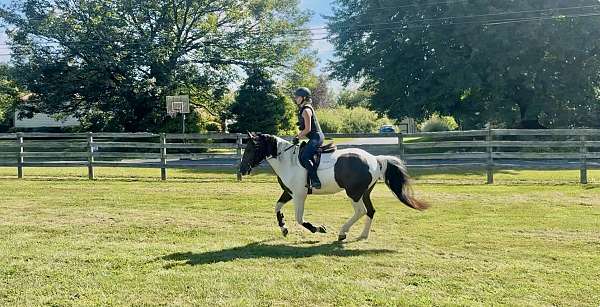 western-riding-draft-horse