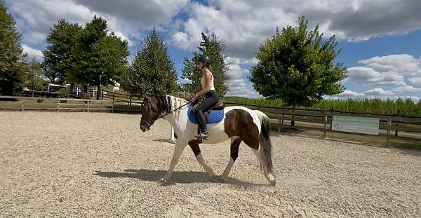 pinto-all-around-horse