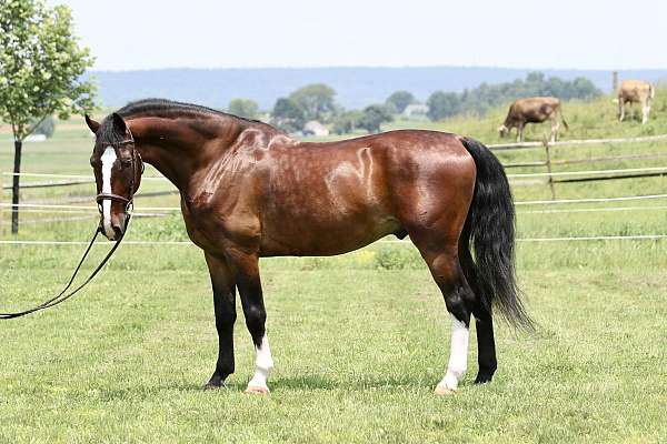 jumper-dutch-warmblood-pony