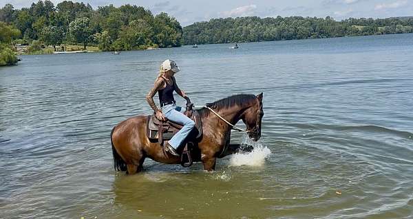 action-dutch-warmblood-pony