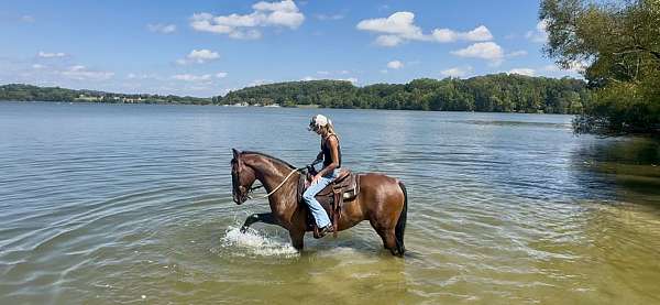 all-dutch-warmblood-pony