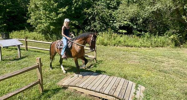 and-more-dutch-warmblood-pony