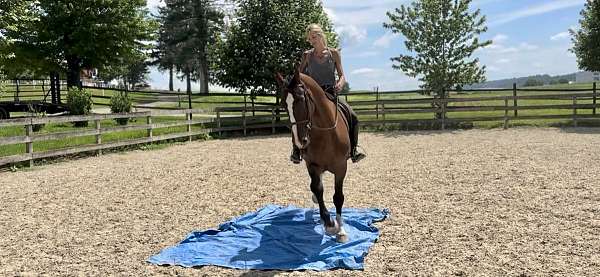 arena-dutch-warmblood-pony