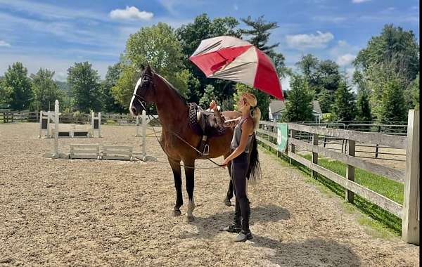 around-dutch-warmblood-pony