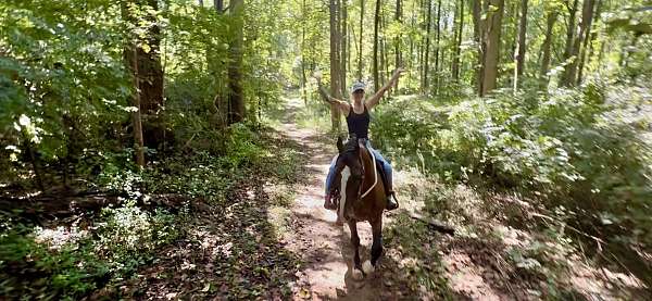 attention-dutch-warmblood-pony