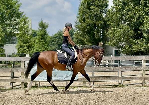 auction-dutch-warmblood-pony