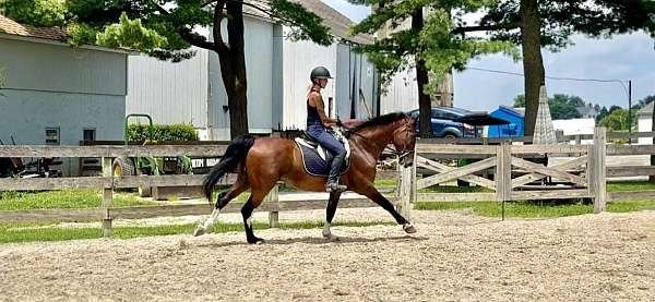 available-dutch-warmblood-pony