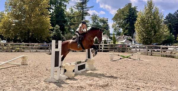 barn-dutch-warmblood-pony
