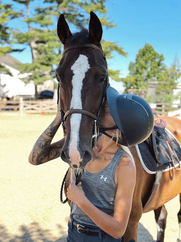 bathes-dutch-warmblood-pony